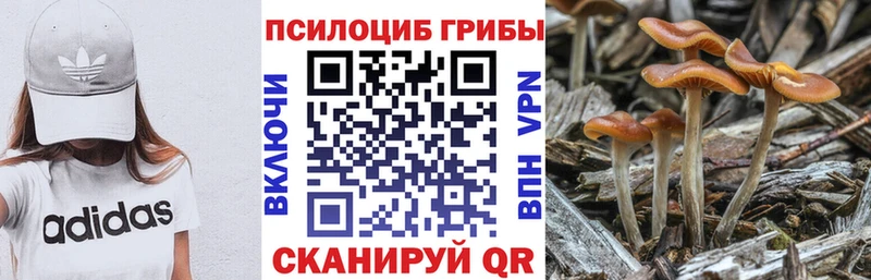 как найти наркотики  Орехово-Зуево  Галлюциногенные грибы Psilocybine cubensis 